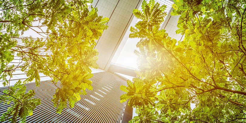 Light flooded green trees between skyline