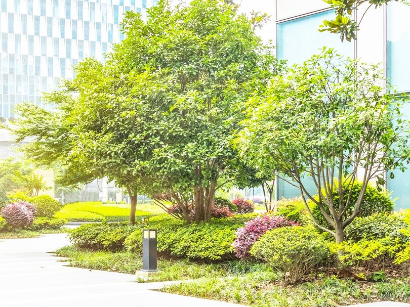 Green trees in the city